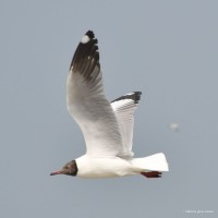 <i>Larus brunnicephalus</i> Jerdon, 1840